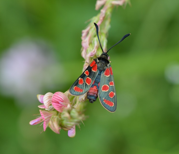 Zygaena carniolica - fehérgyűrűs csüngőlepke