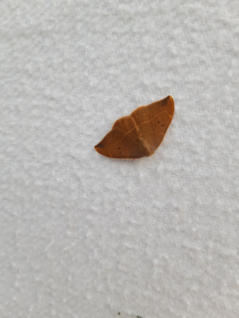 tölgyfa-sarlósszövő - Watsonalla binaria