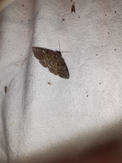 pápaszemes pihésszövő - Tethea ocularis