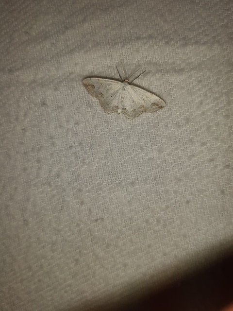 Scopula ornata - díszes fehéraraszoló