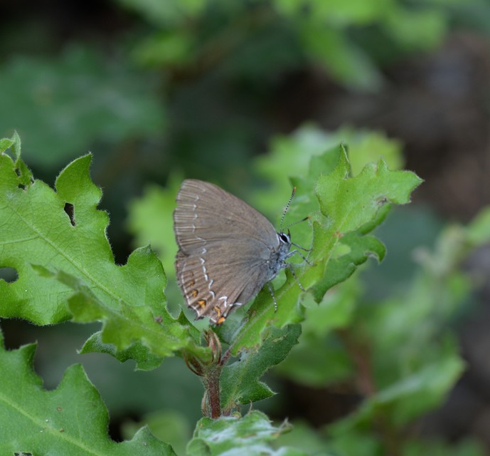 Satyrium ilicis - tölgyfa-csücsköslepke