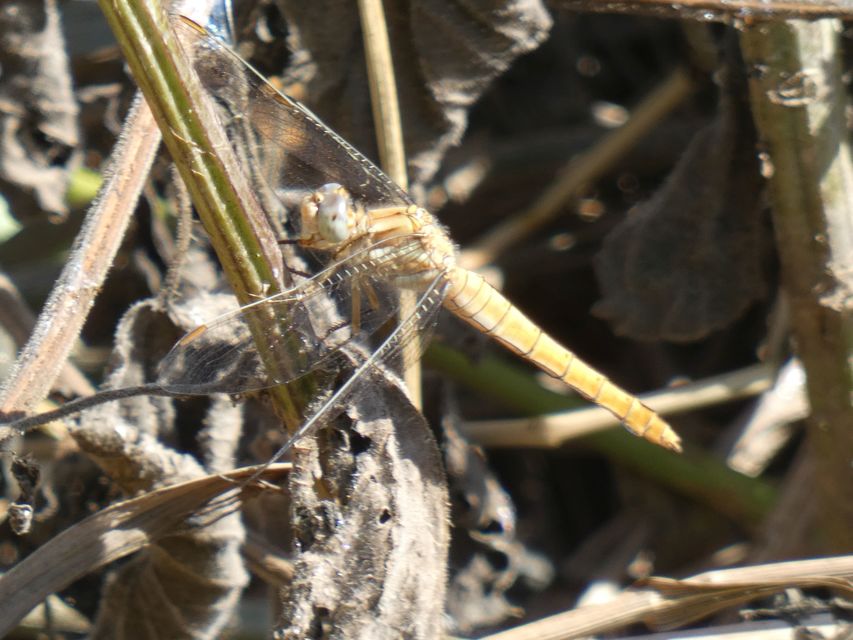 Orthetrum brunneum - pataki pásztorszitakötő