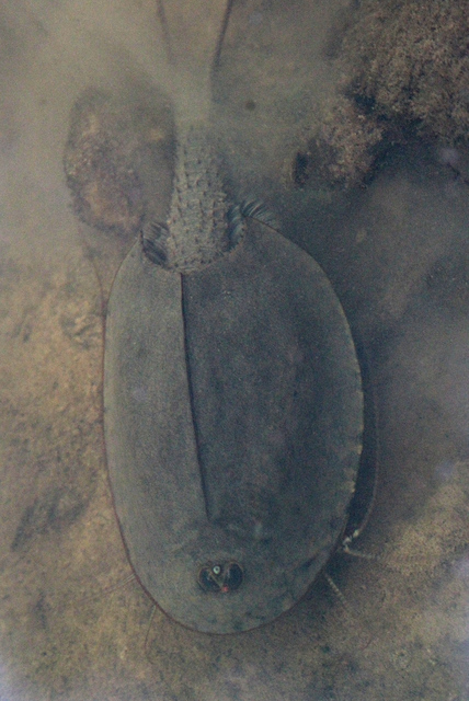 Crustacea - Rákok