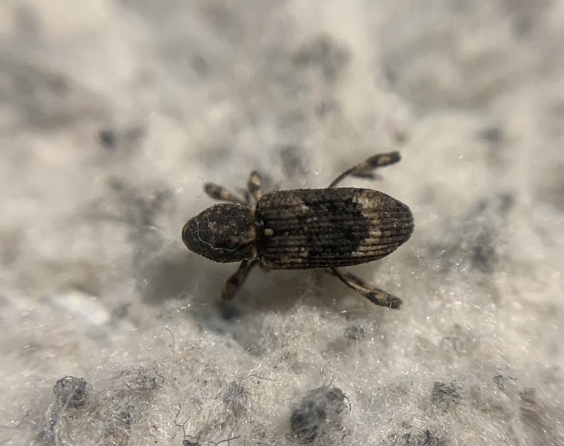 Camptorhinus simplex - sima holttettetős-ormányos
