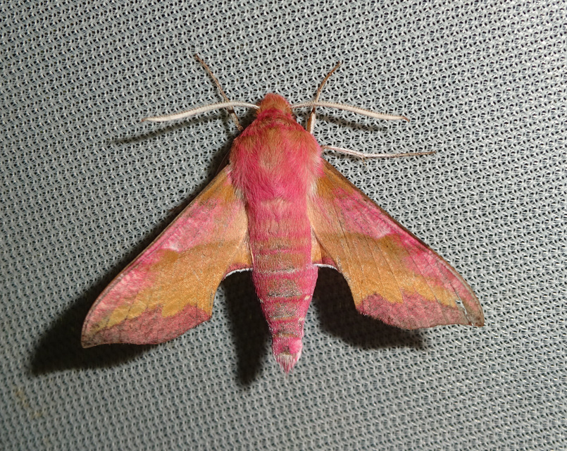 piros szender - Deilephila porcellus