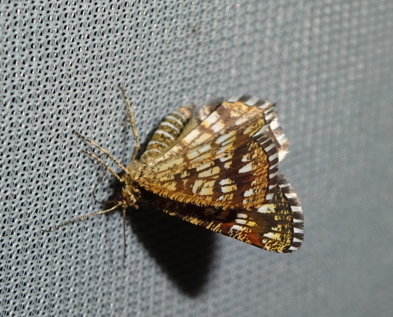 rácsos rétiaraszoló - Chiasmia clathrata