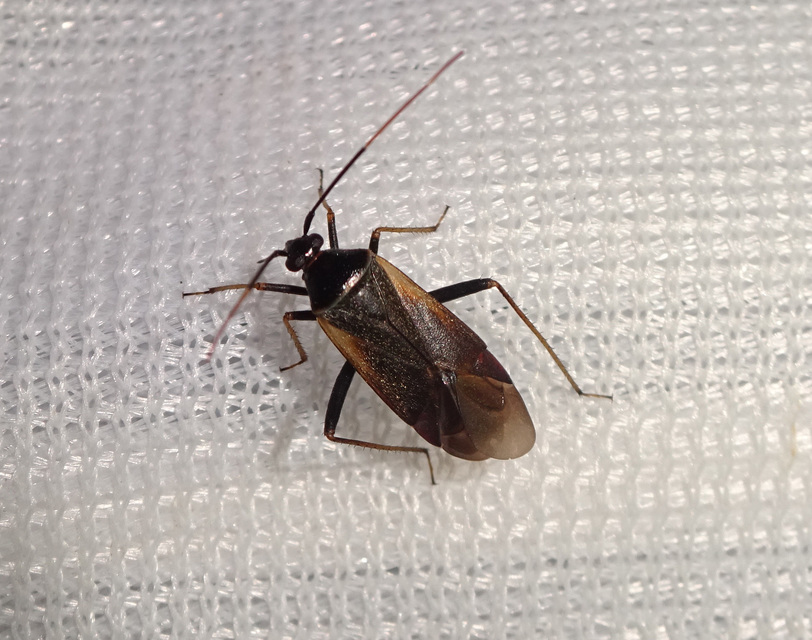 Adelphocoris seticornis - szegélyes mezeipoloska
