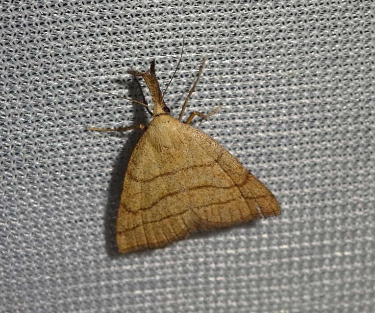 sötétaljú karcsúbagoly - Polypogon tentacularia