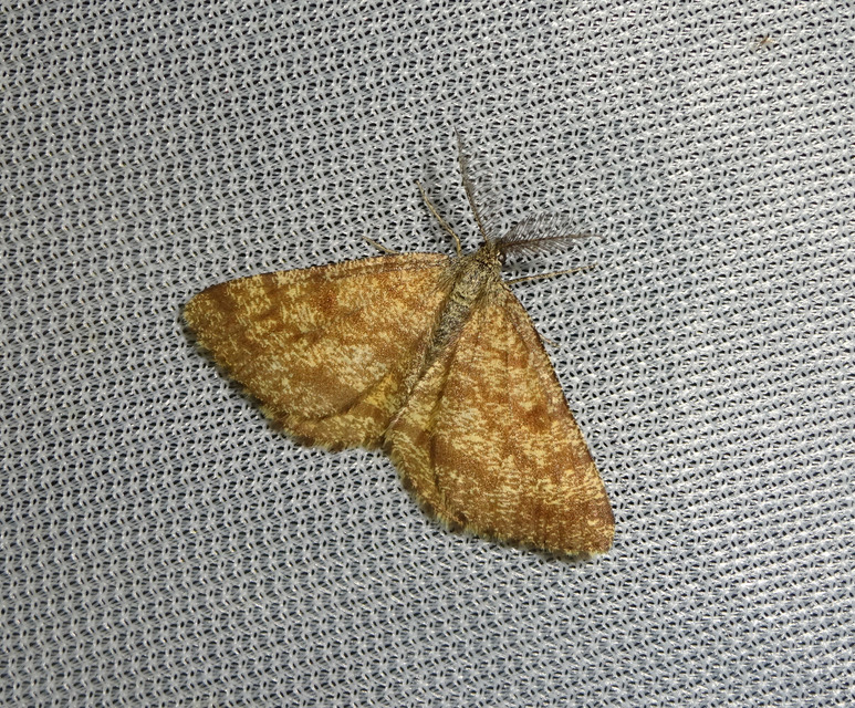 barna rétiaraszoló - Ematurga atomaria