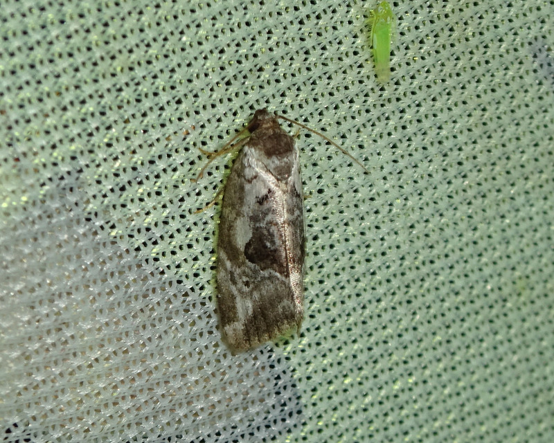 rózsaszínű mázasbagoly - Hapalotis venustula