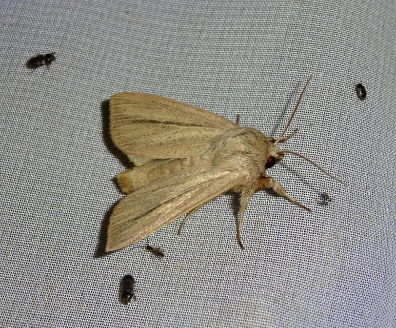 vörös rétibagoly - Mythimna pudorina