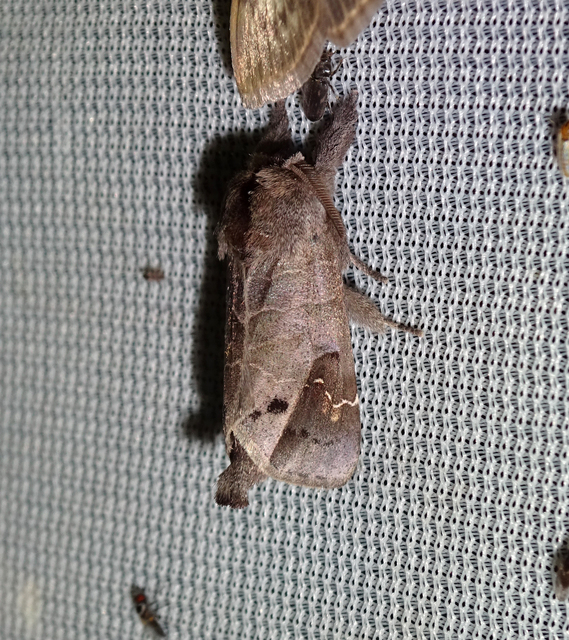Clostera anachoreta - tarka levélszövő