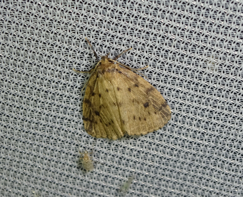 mocsári medvelepke - Thumata senex