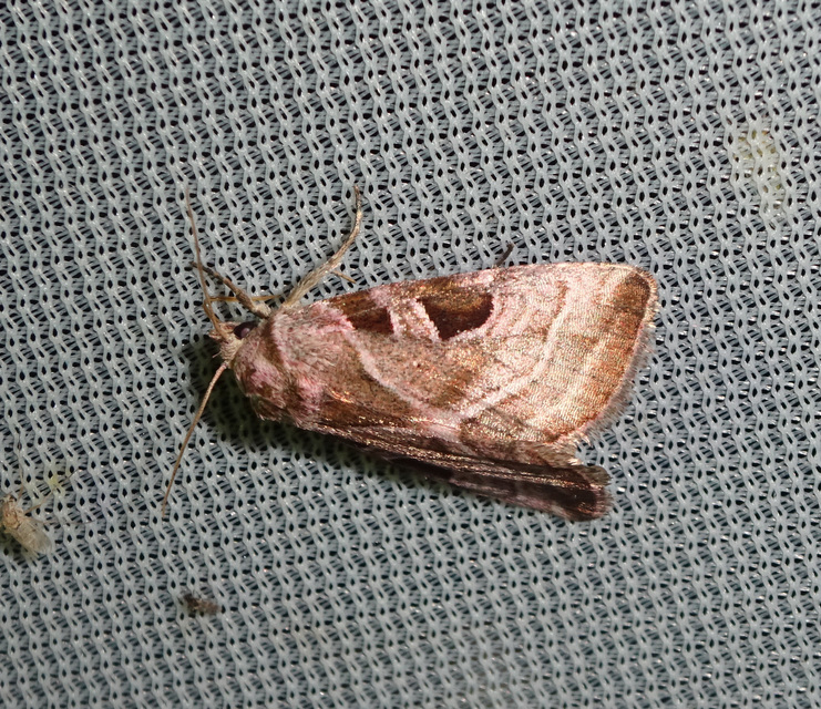 mocsári ametisztbagoly - Eucarta virgo