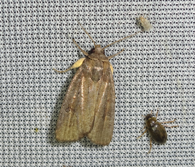 déli lápibagoly - Proxenus hospes