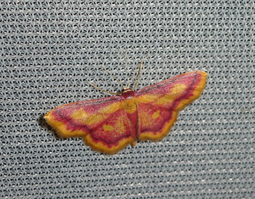 mocsári pirosaraszoló - Idaea muricata