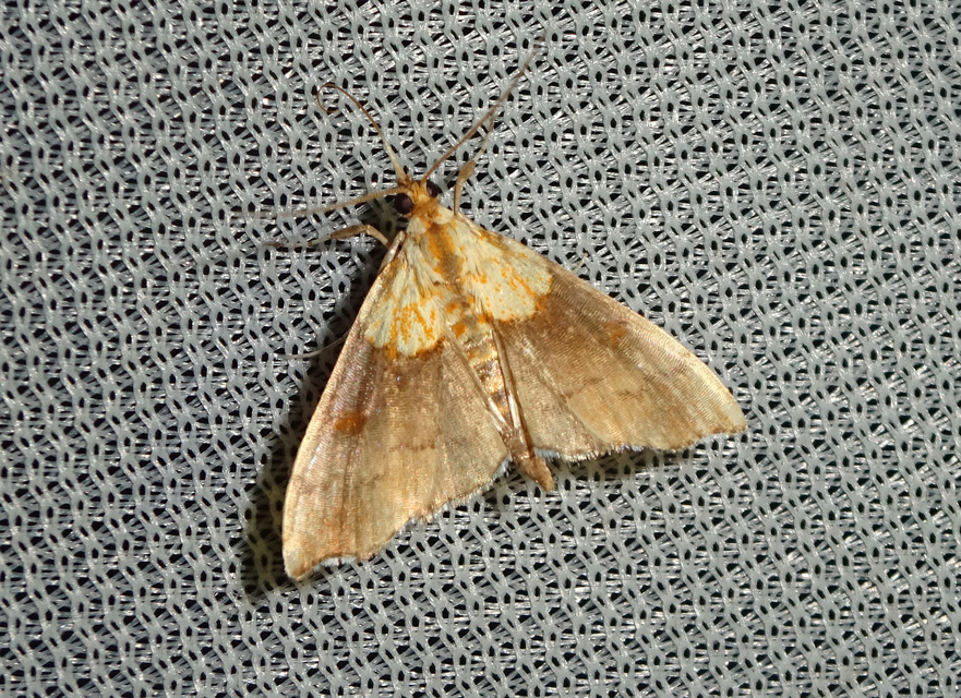 Agrotera nemoralis - ligeti tűzmoly