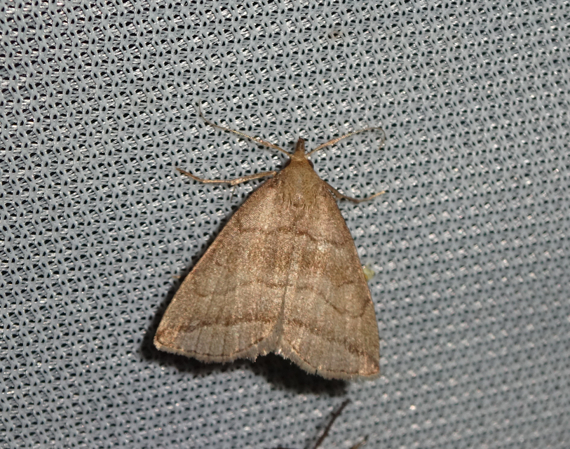 feketevonalas karcsúbagoly - Herminia tenuialis