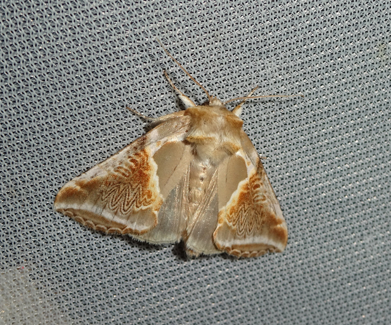 fehérsávos pihésszövő - Habrosyne pyritoides