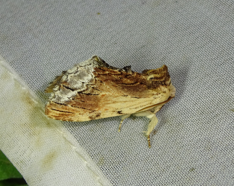 csuklyás púposszövő - Ptilodon cucullina