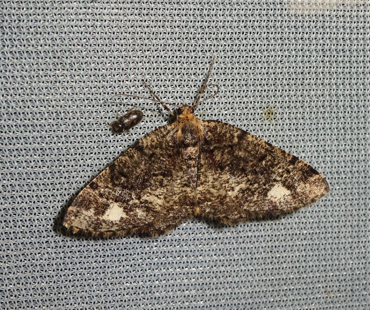 Parectropis similaria - barna zuzmóaraszoló
