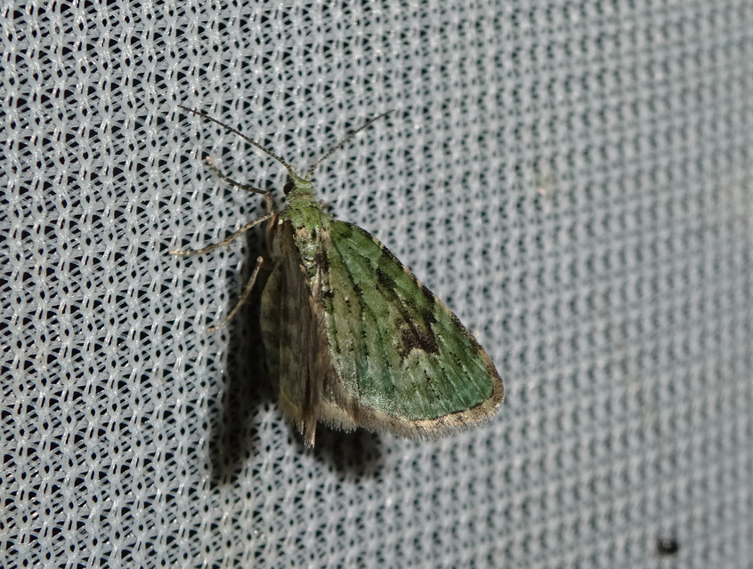 zöldes törpearaszoló - Chloroclystis v-ata