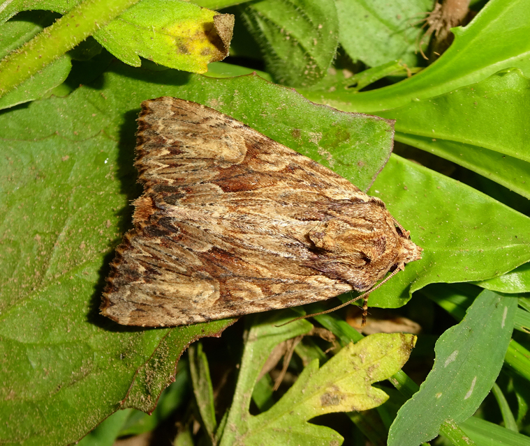 Apamea monoglypha - nagy dudvabagoly