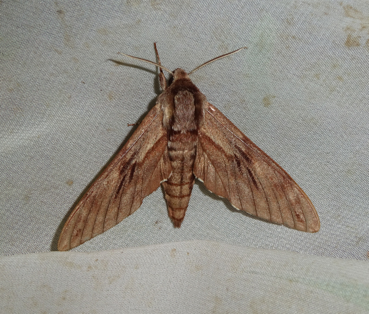 fenyőszender - Hyloicus pinastri