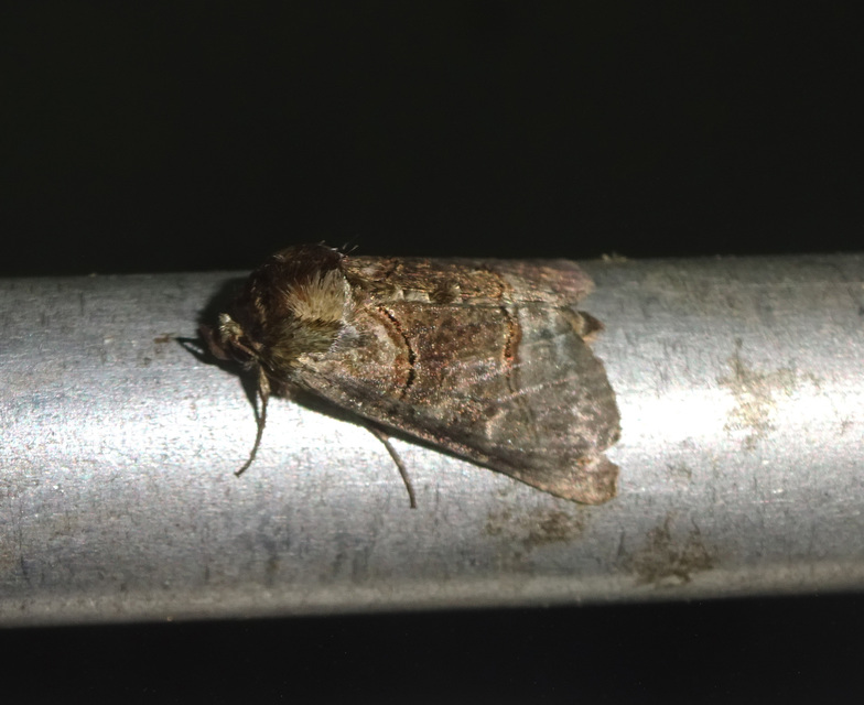 szürkeövű csalánbagoly - Abrostola tripartita