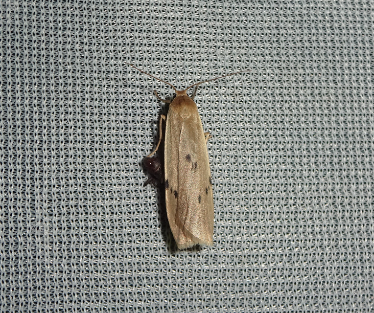 hamvas zuzmószövő - Pelosia muscerda