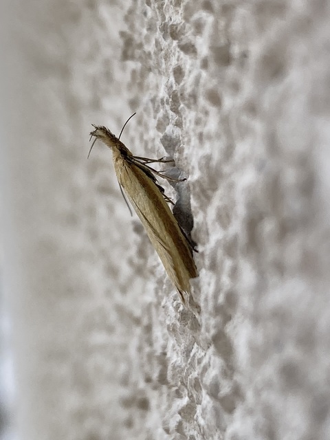 Pleurota