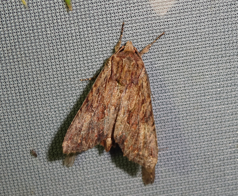 Tallós dudvabaglya - Apamea syriaca tallosi