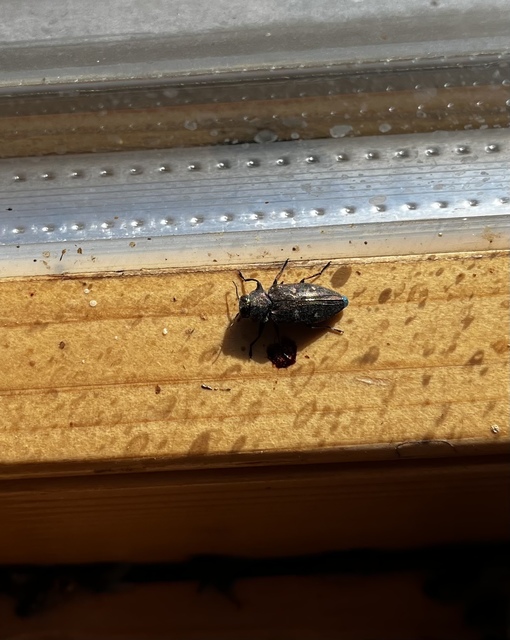 Chrysobothris affinis - aranypettyes díszbogár