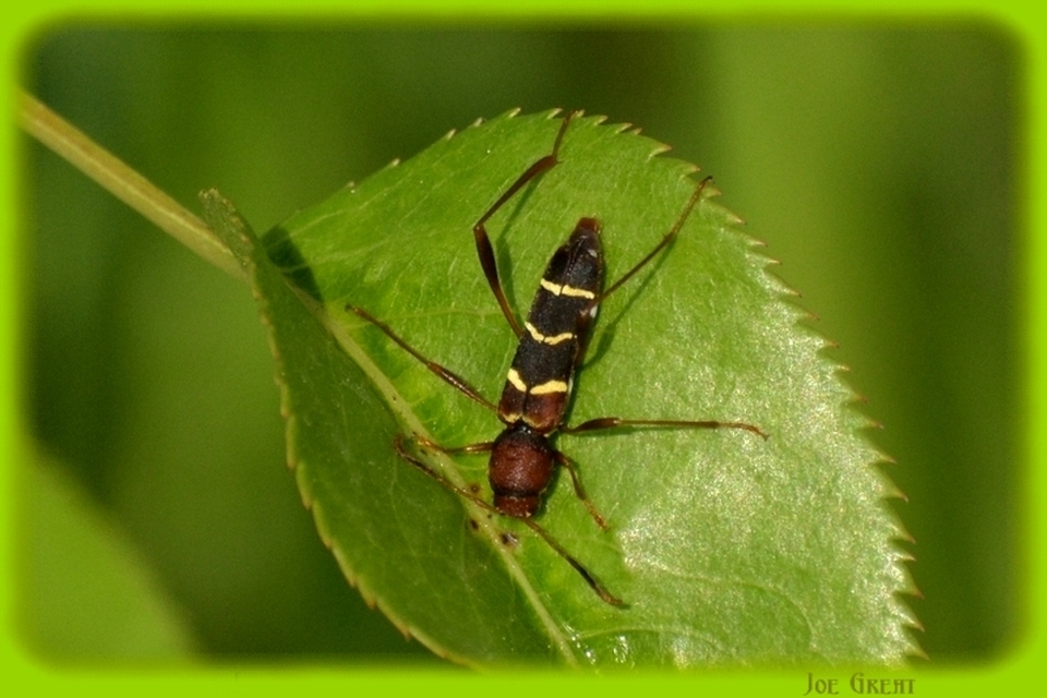 Neoclytus acuminatus - amerikai darázscincér