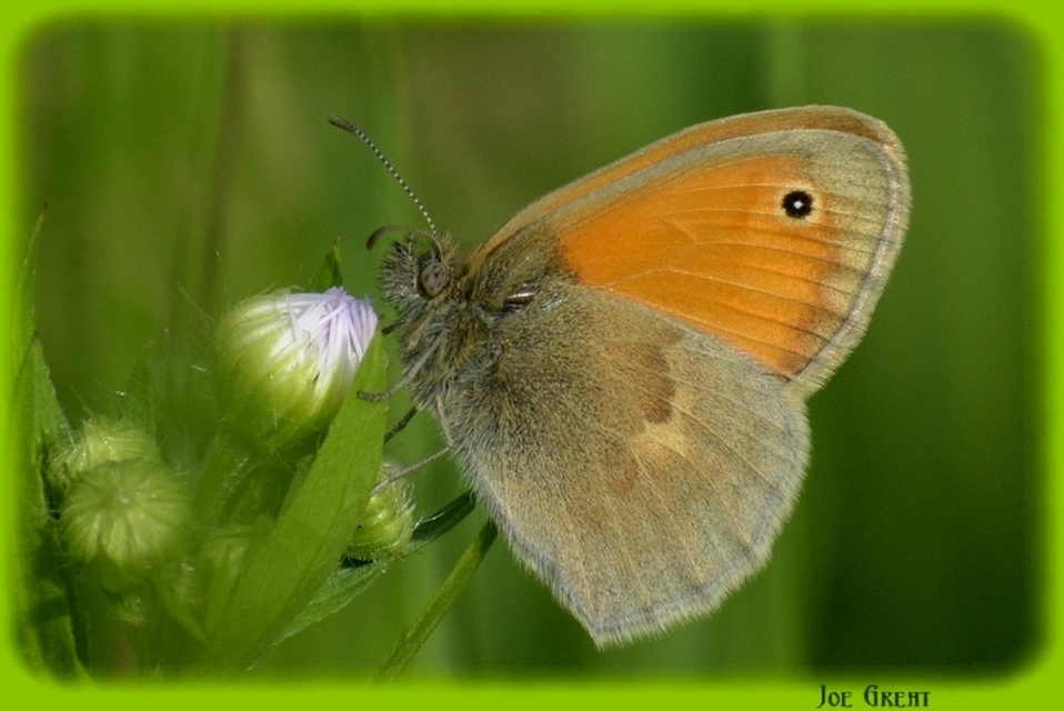 Coenonympha pamphilus - kis szénalepke