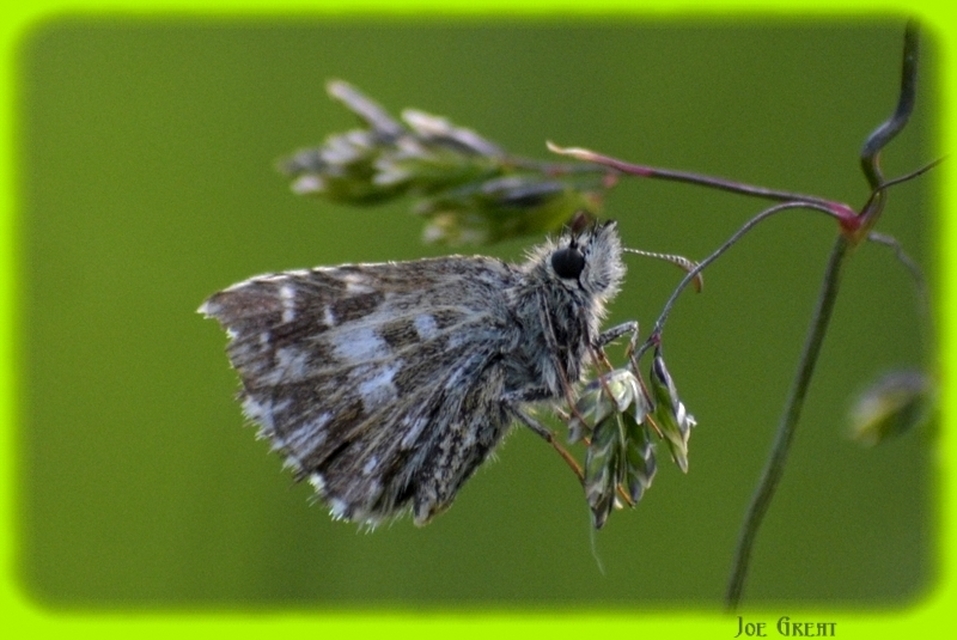 Pyrgus malvae - kis busalepke