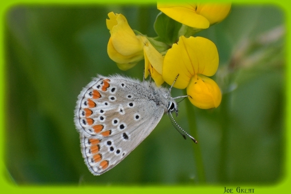 Aricia agestis - szerecsenboglárka
