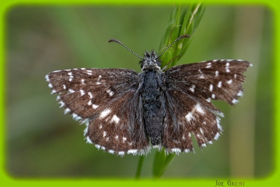 Pyrgus malvae - kis busalepke
