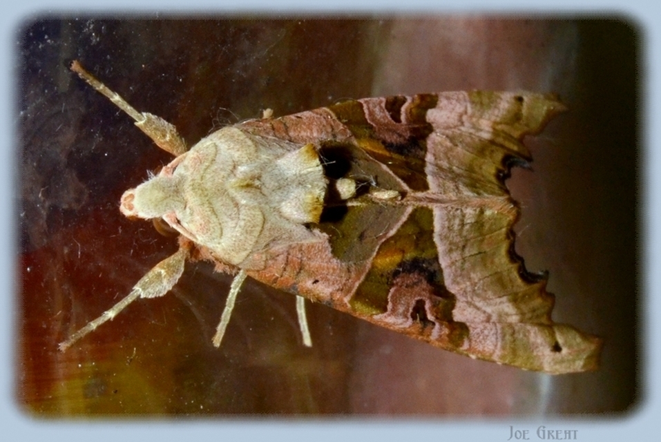 Phlogophora meticulosa - vándorló csipkésbagoly