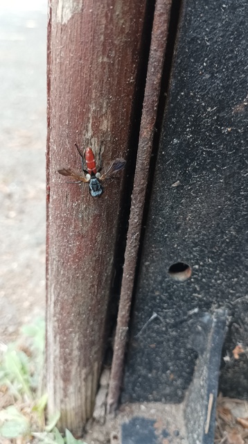 Cylindromyia bicolor