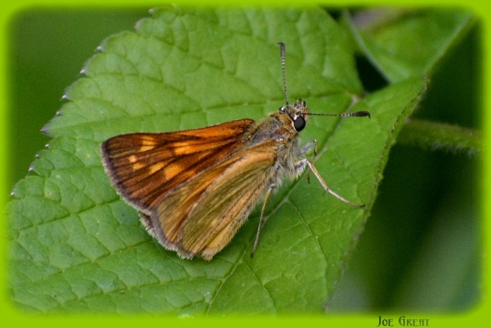 Ochlodes sylvanus - erdei busalepke