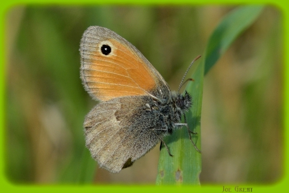 Coenonympha pamphilus - kis szénalepke