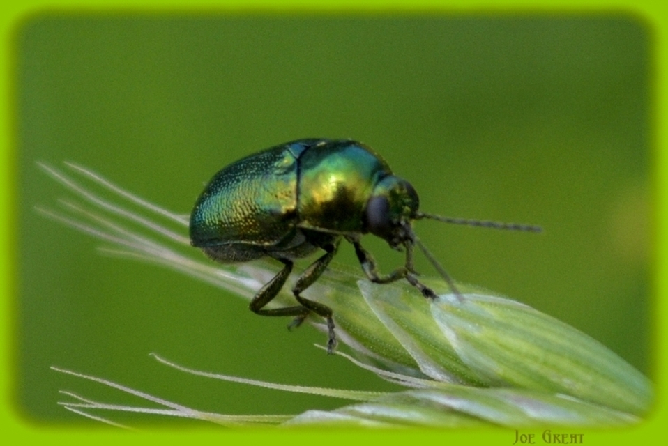 Cryptocephalus