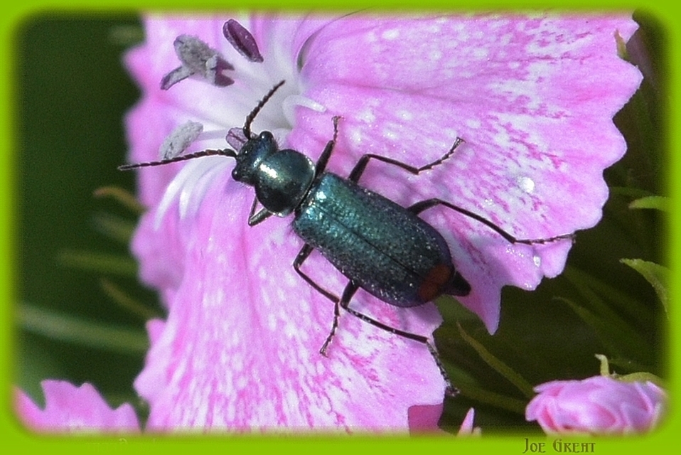 Cordylepherus viridis - zöld bibircsesbogár