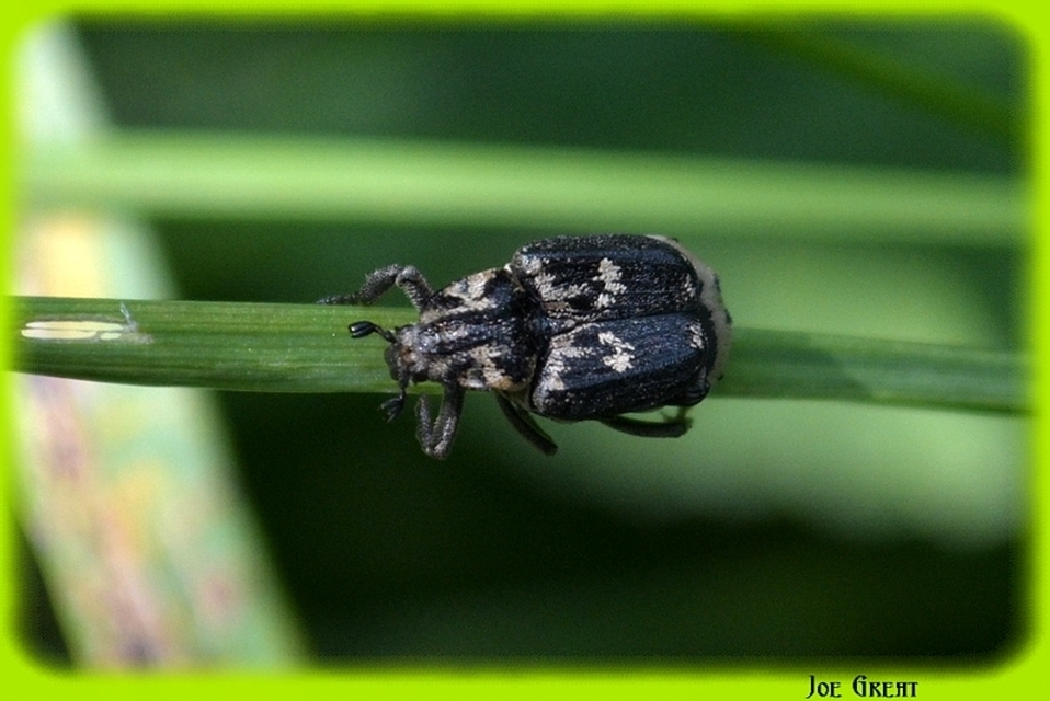 Valgus hemipterus - suta virágbogár