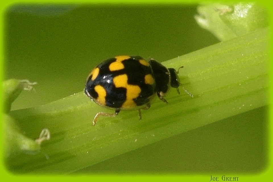 Propylea quatuordecimpunctata - tizennégypettyes füsskata