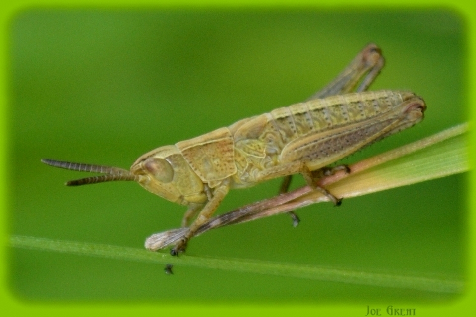 Orthoptera - Egyenesszárnyúak