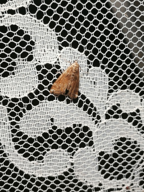Cataclysta lemnata - békalencsemoly