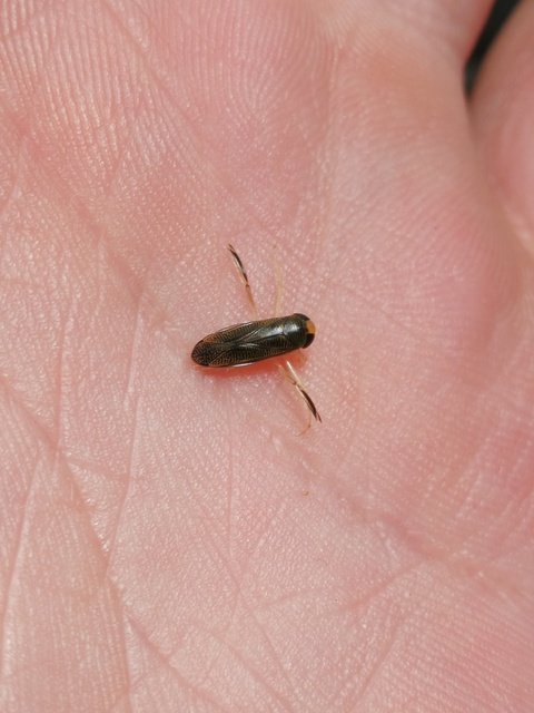 Corixidae - búvárpoloskák Corixidae - búvárpoloskák