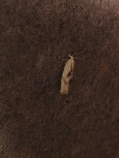 Eucosma metzneriana - ürömgyökér-tükrösmoly